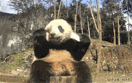 Panda eating and falling over