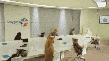 GIF of cat meeting on how to delegate tasks